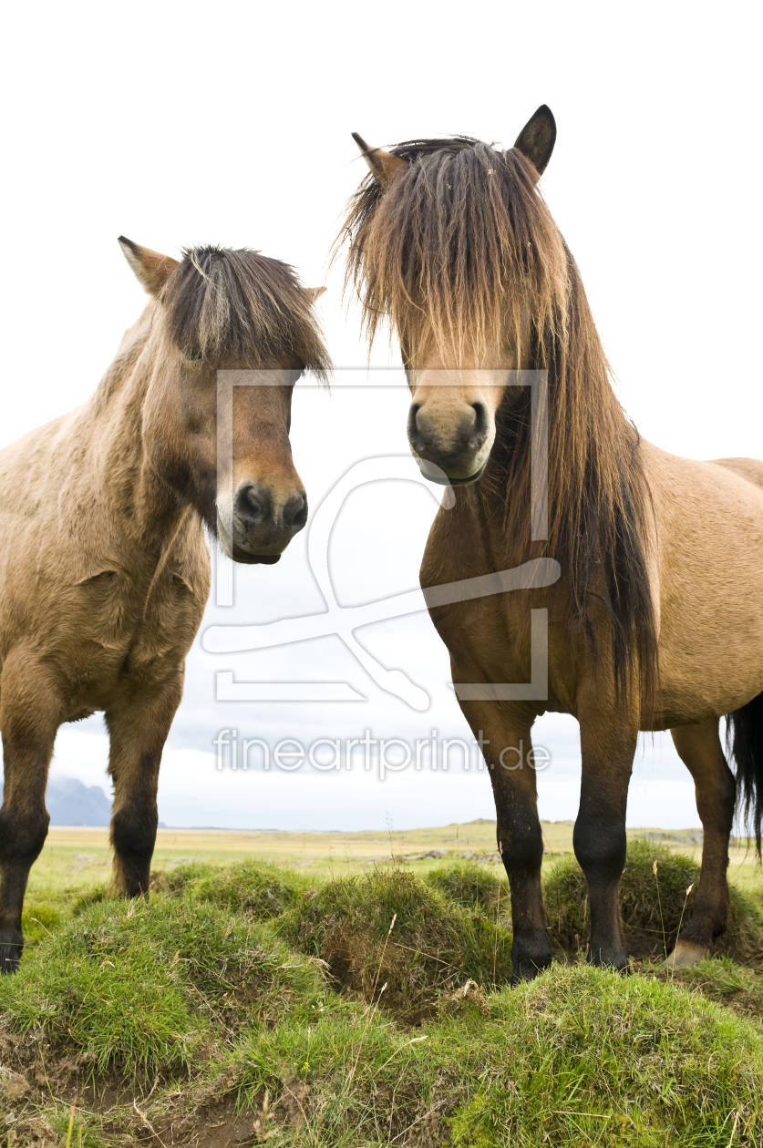Islandpferde als Poster drucken lassen 9412890 Fine...