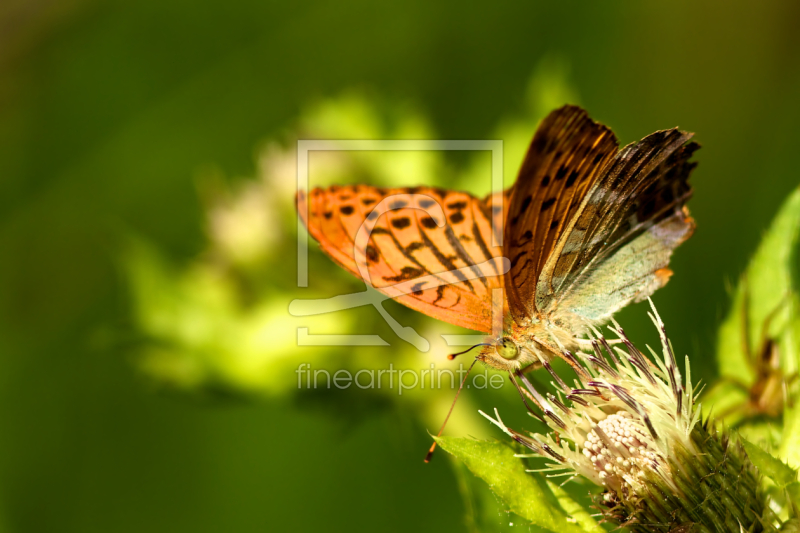 frei wählbarer Bildausschnitt für Ihr Bild auf Poster