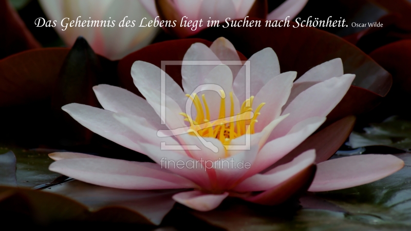 frei wählbarer Bildausschnitt für Ihr Bild auf Poster