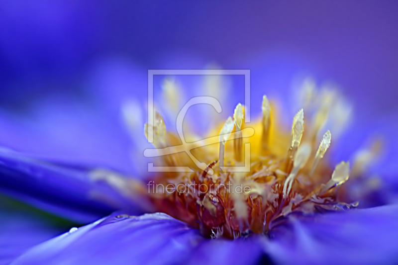 frei w&auml;hlbarer Bildausschnitt f&uuml;r Ihr Bild auf Poster