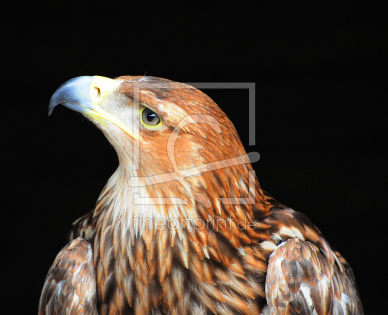 frei wählbarer Bildausschnitt für Ihr Bild auf Poster