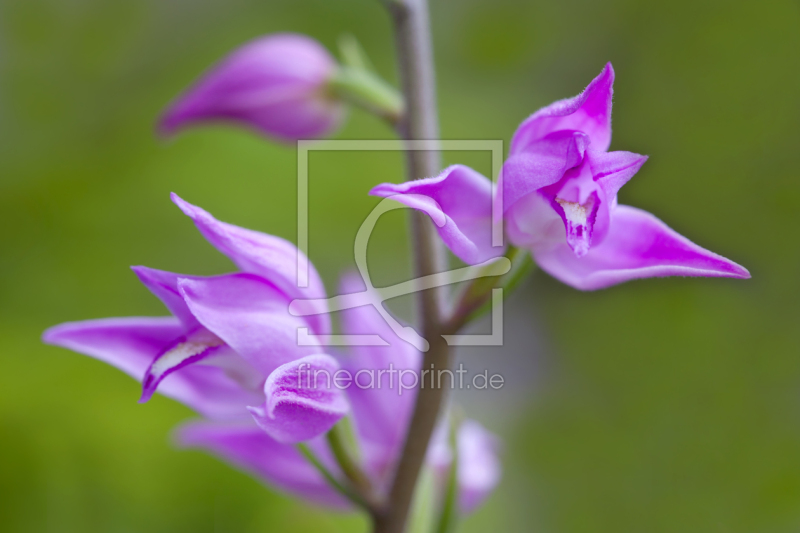 frei w&auml;hlbarer Bildausschnitt f&uuml;r Ihr Bild auf Poster