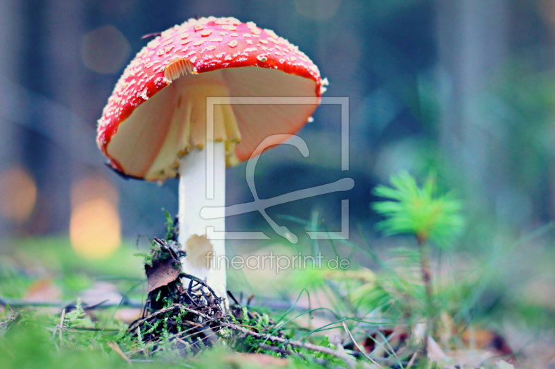 frei wählbarer Bildausschnitt für Ihr Bild auf Poster