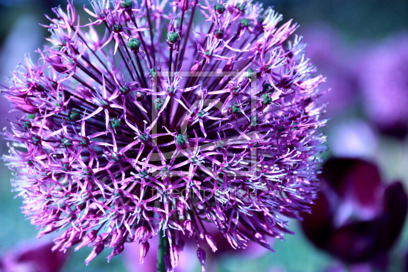 frei wählbarer Bildausschnitt für Ihr Bild auf Poster