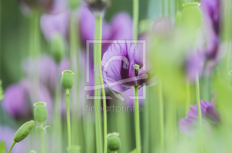 frei wählbarer Bildausschnitt für Ihr Bild auf Poster