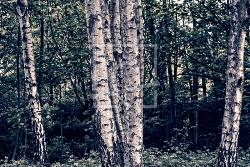 frei wählbarer Bildausschnitt für Ihr Bild auf Poster