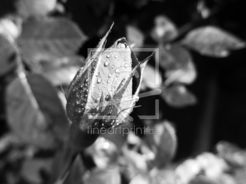 frei wählbarer Bildausschnitt für Ihr Bild auf Poster