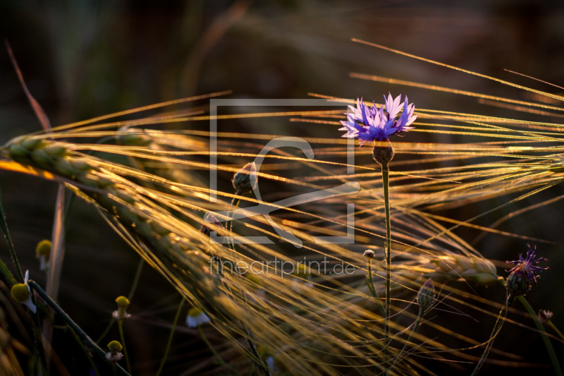 frei wählbarer Bildausschnitt für Ihr Bild auf Poster