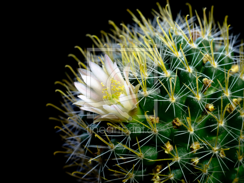 frei w&auml;hlbarer Bildausschnitt f&uuml;r Ihr Bild auf Poster