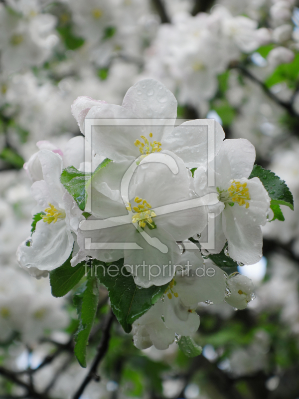 frei wählbarer Bildausschnitt für Ihr Bild auf Poster