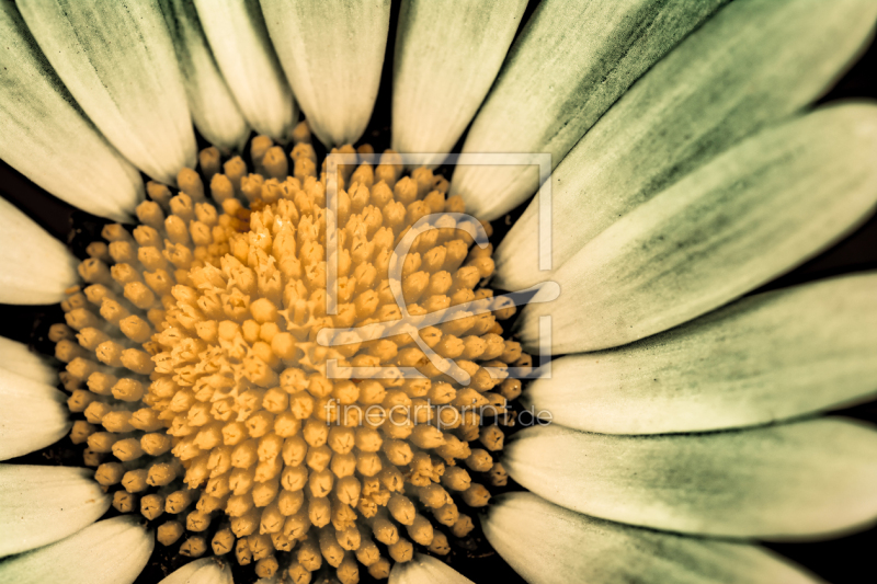 frei w&auml;hlbarer Bildausschnitt f&uuml;r Ihr Bild auf Poster