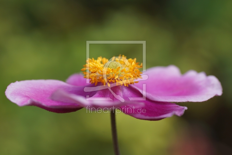 frei wählbarer Bildausschnitt für Ihr Bild auf Poster