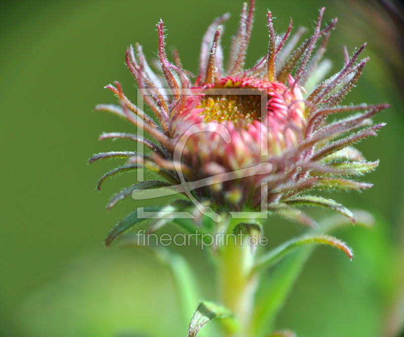 frei wählbarer Bildausschnitt für Ihr Bild auf Poster