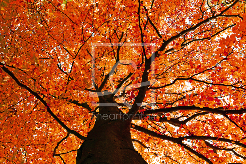 frei wählbarer Bildausschnitt für Ihr Bild auf Poster