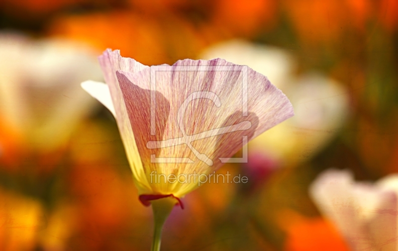 frei wählbarer Bildausschnitt für Ihr Bild auf Poster