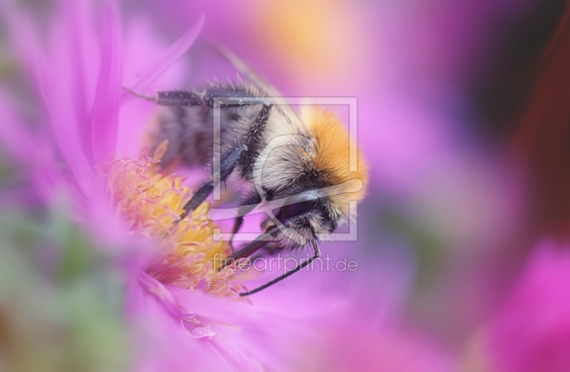 frei wählbarer Bildausschnitt für Ihr Bild auf Poster