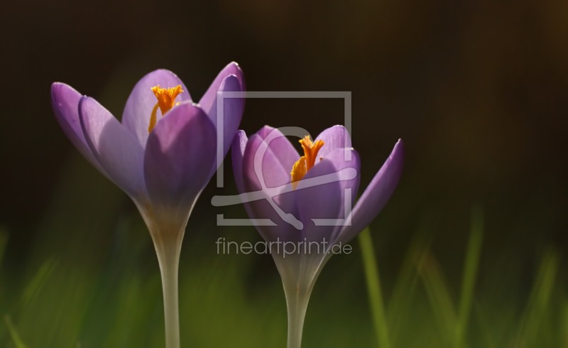 frei wählbarer Bildausschnitt für Ihr Bild auf Poster