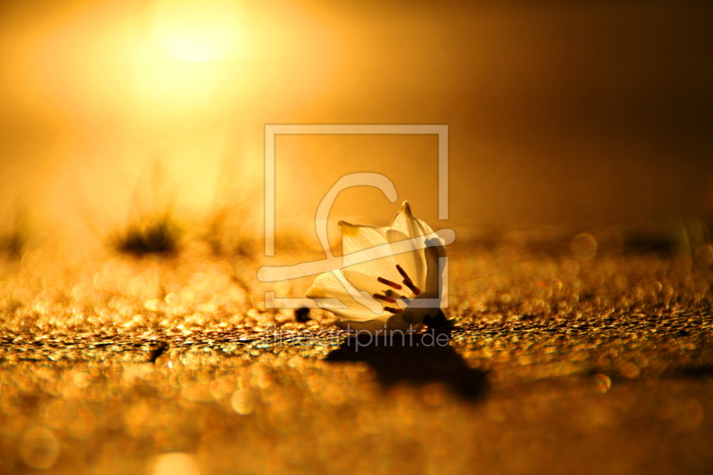 frei w&auml;hlbarer Bildausschnitt f&uuml;r Ihr Bild auf Poster