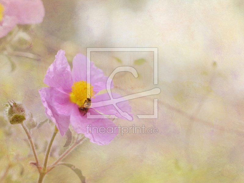 frei wählbarer Bildausschnitt für Ihr Bild auf Poster
