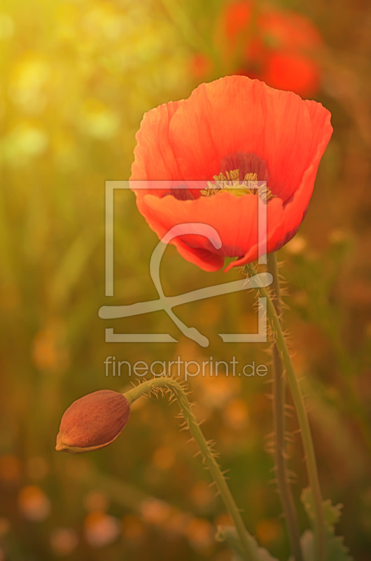 frei wählbarer Bildausschnitt für Ihr Bild auf Poster