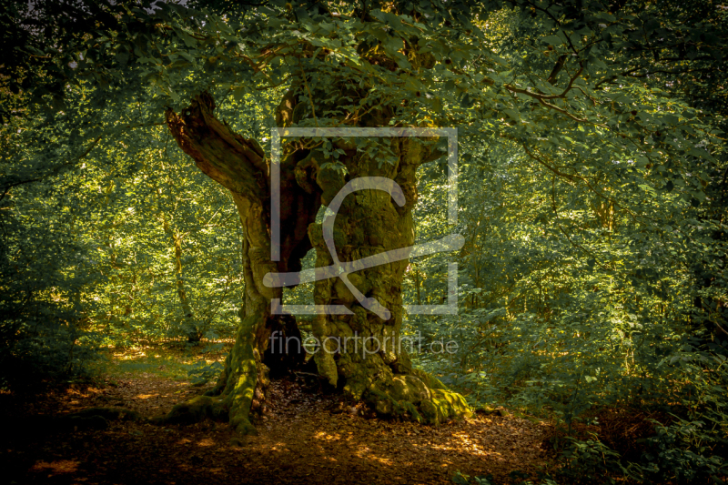 frei wählbarer Bildausschnitt für Ihr Bild auf Poster