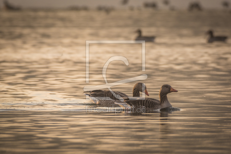 frei w&auml;hlbarer Bildausschnitt f&uuml;r Ihr Bild auf Poster