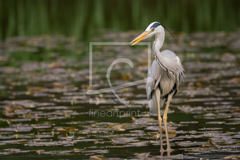 frei w&auml;hlbarer Bildausschnitt f&uuml;r Ihr Bild auf Poster