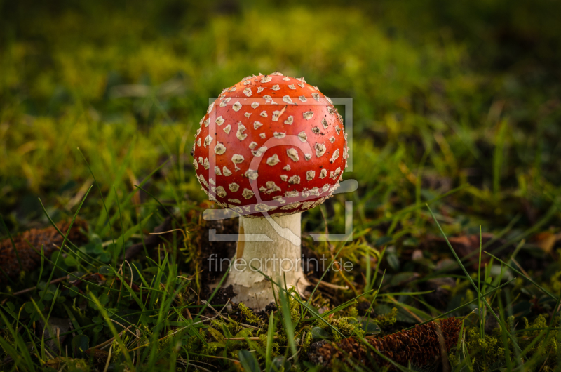 frei w&auml;hlbarer Bildausschnitt f&uuml;r Ihr Bild auf Poster