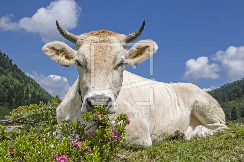 frei wählbarer Bildausschnitt für Ihr Bild auf Poster