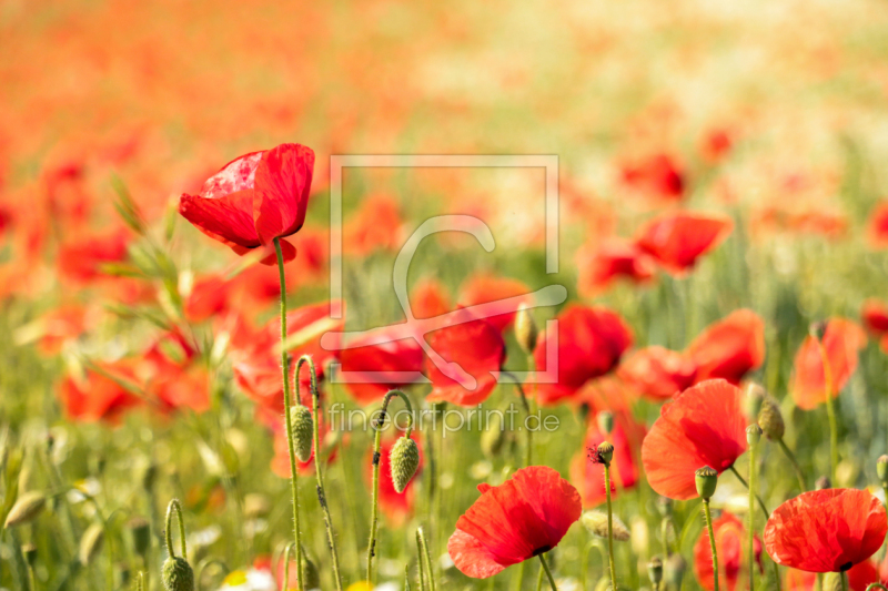 frei wählbarer Bildausschnitt für Ihr Bild auf Poster