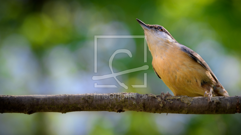 frei wählbarer Bildausschnitt für Ihr Bild auf Poster