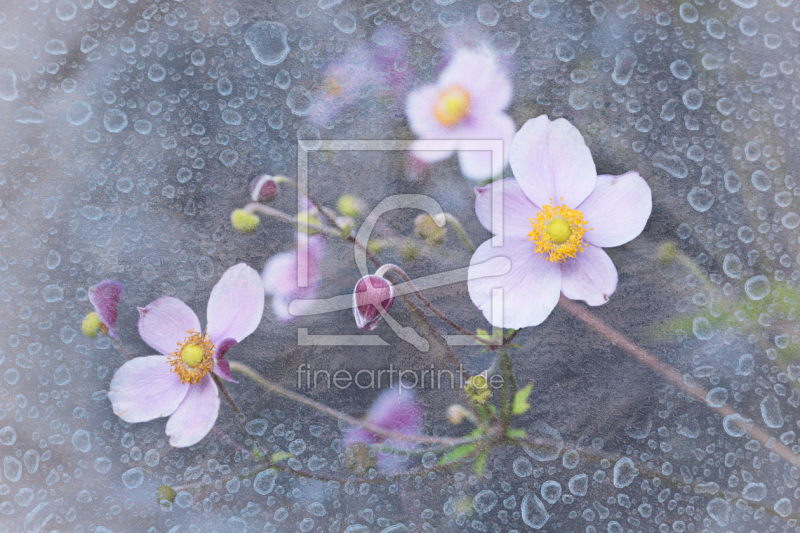 frei w&auml;hlbarer Bildausschnitt f&uuml;r Ihr Bild auf Poster