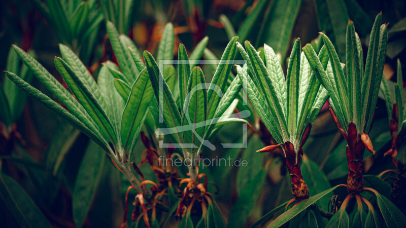 frei w&auml;hlbarer Bildausschnitt f&uuml;r Ihr Bild auf Poster
