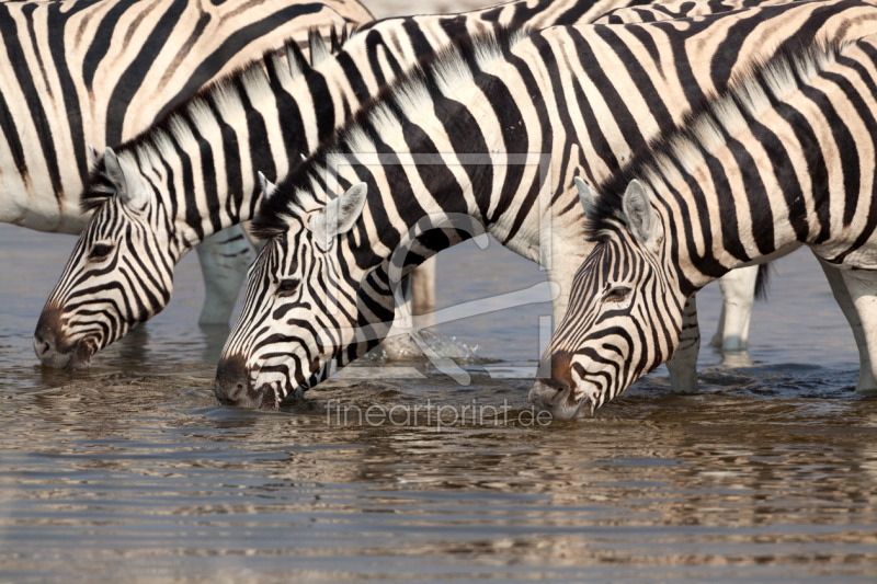 frei wählbarer Bildausschnitt für Ihr Bild auf Poster