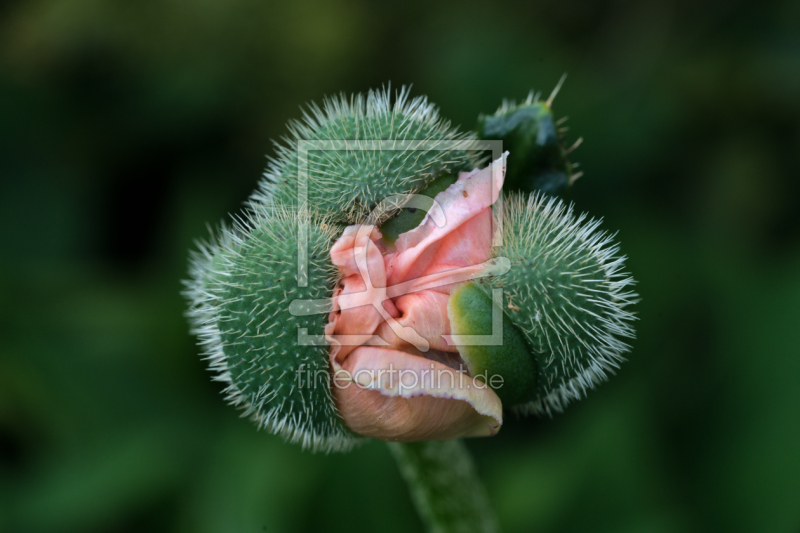 frei w&auml;hlbarer Bildausschnitt f&uuml;r Ihr Bild auf Poster