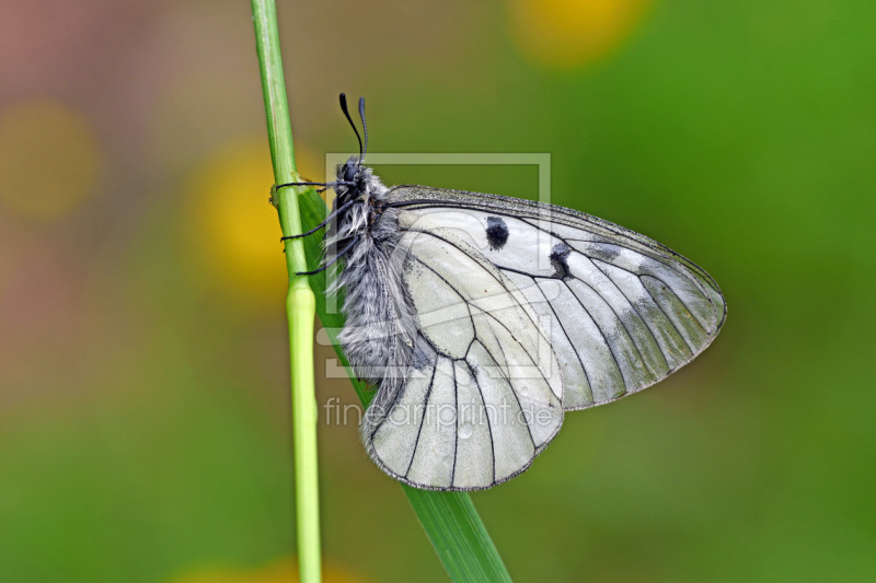 frei wählbarer Bildausschnitt für Ihr Bild auf Poster