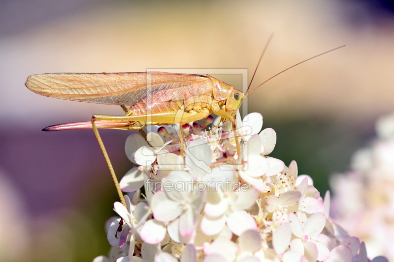 frei w&auml;hlbarer Bildausschnitt f&uuml;r Ihr Bild auf Poster