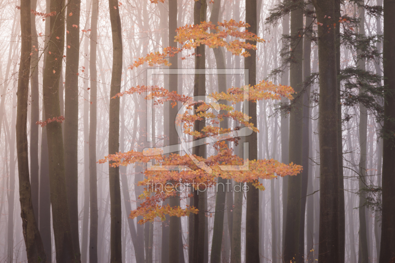 frei w&auml;hlbarer Bildausschnitt f&uuml;r Ihr Bild auf Poster