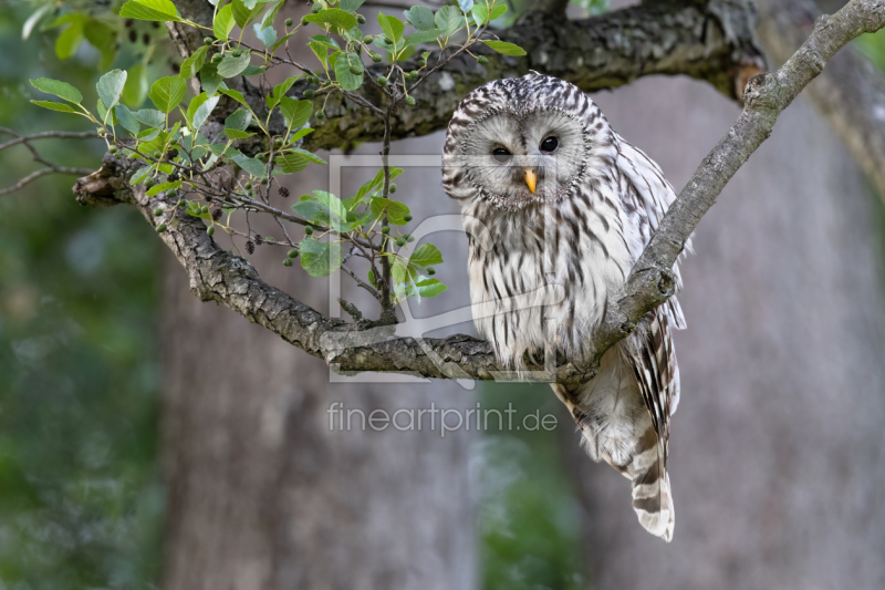 frei wählbarer Bildausschnitt für Ihr Bild auf Poster