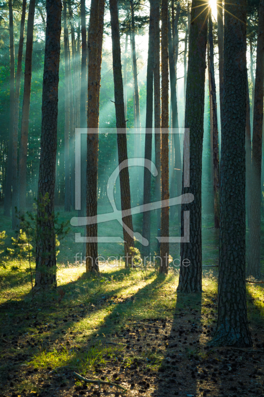 frei wählbarer Bildausschnitt für Ihr Bild auf Poster