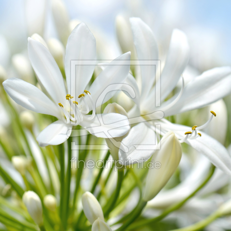 frei wählbarer Bildausschnitt für Ihr Bild auf Poster