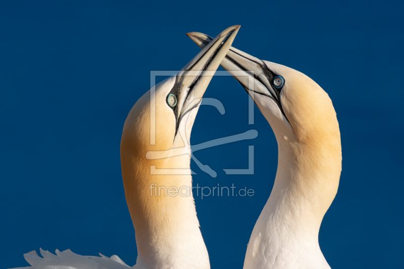 frei wählbarer Bildausschnitt für Ihr Bild auf Poster