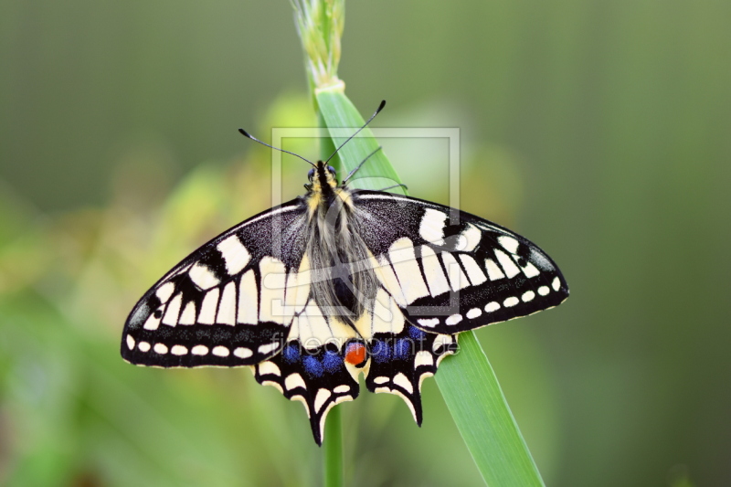 frei w&auml;hlbarer Bildausschnitt f&uuml;r Ihr Bild auf Poster