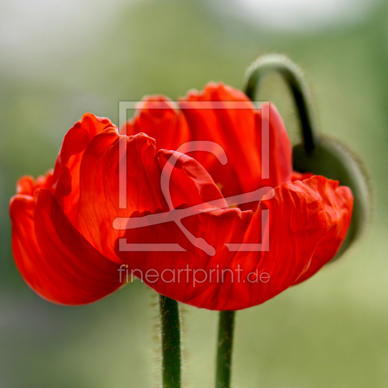 frei w&auml;hlbarer Bildausschnitt f&uuml;r Ihr Bild auf Poster