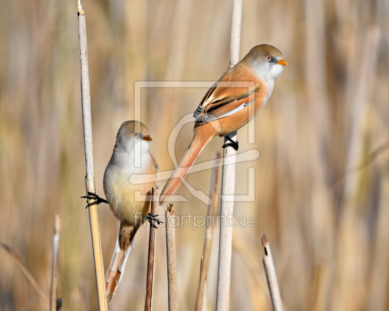 frei w&auml;hlbarer Bildausschnitt f&uuml;r Ihr Bild auf Poster