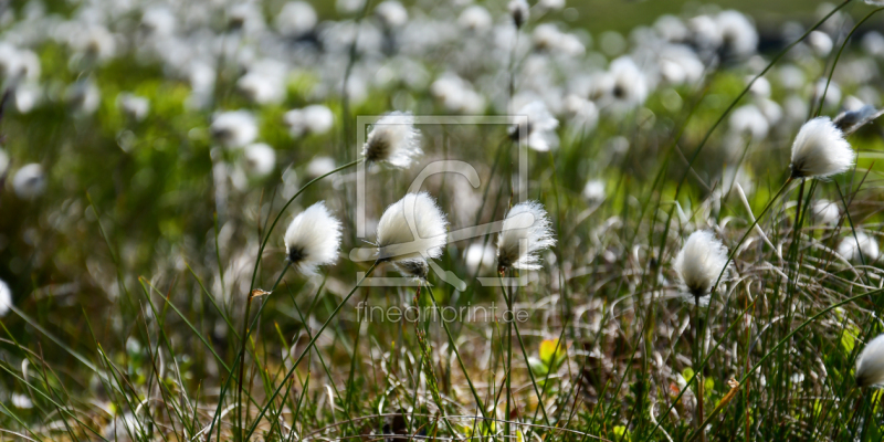 frei w&auml;hlbarer Bildausschnitt f&uuml;r Ihr Bild auf Poster