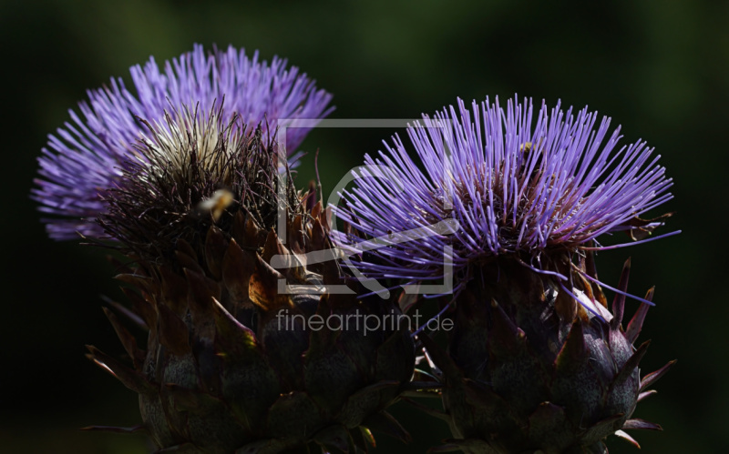 frei w&auml;hlbarer Bildausschnitt f&uuml;r Ihr Bild auf Poster