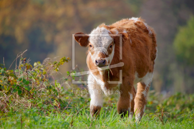 frei wählbarer Bildausschnitt für Ihr Bild auf Poster