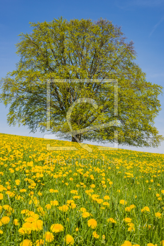 frei wählbarer Bildausschnitt für Ihr Bild auf Poster