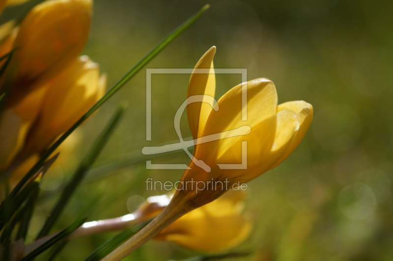 frei w&auml;hlbarer Bildausschnitt f&uuml;r Ihr Bild auf Poster